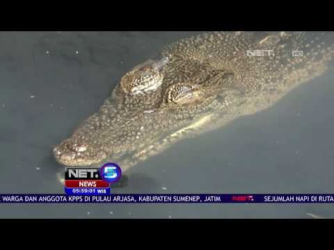 Terkait Kemunculan Buaya di Jakarta, Anies Baswedan Menduga Buaya Merupakan Peliharan Warga - NET 5