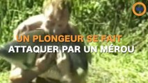 Un mérou lui vole son poisson