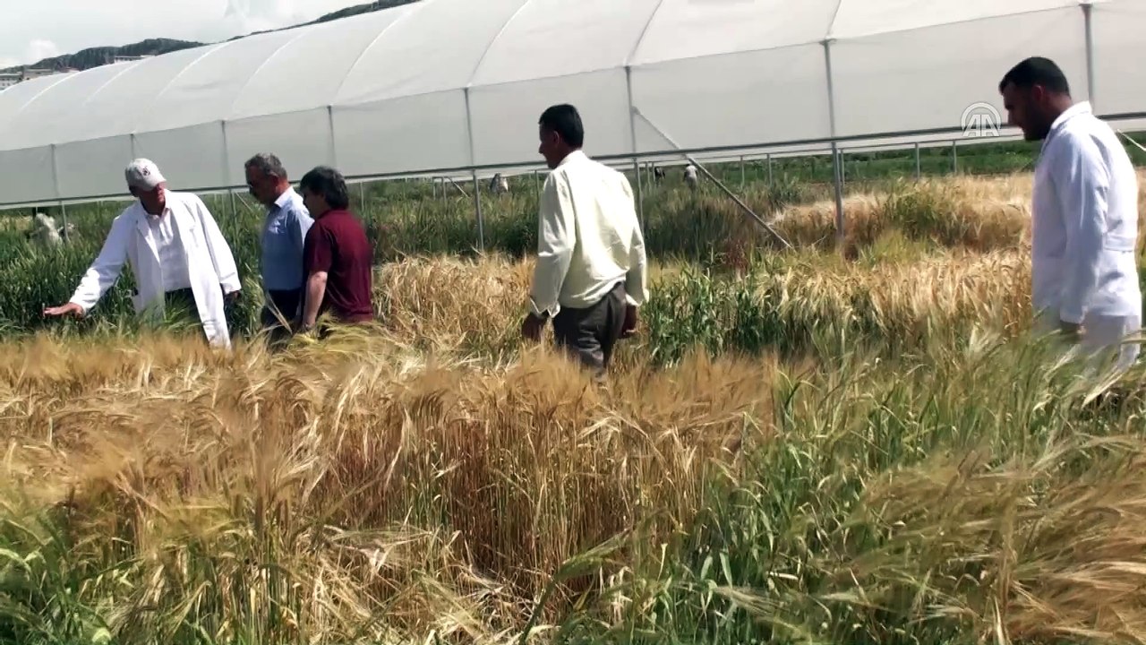 Kuraklığa dayanıklı yeni arpa türü geliştirdiler - TOKAT