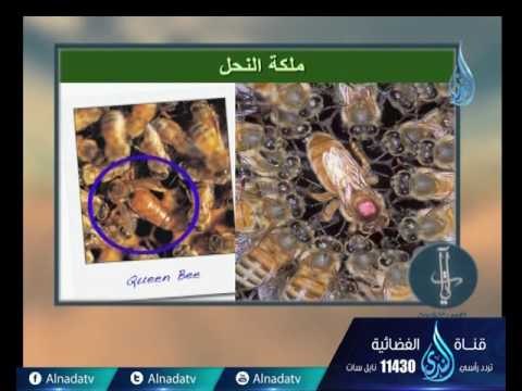 وأوحي ربك إلى النحل | ح8 | آيات لقوم يتفكرون | الدكتور محمد العجرودي