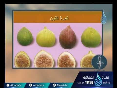 والتين والزيتون | ح10 | آيات لقوم يتفكرون | الدكتور محمد العجرودي