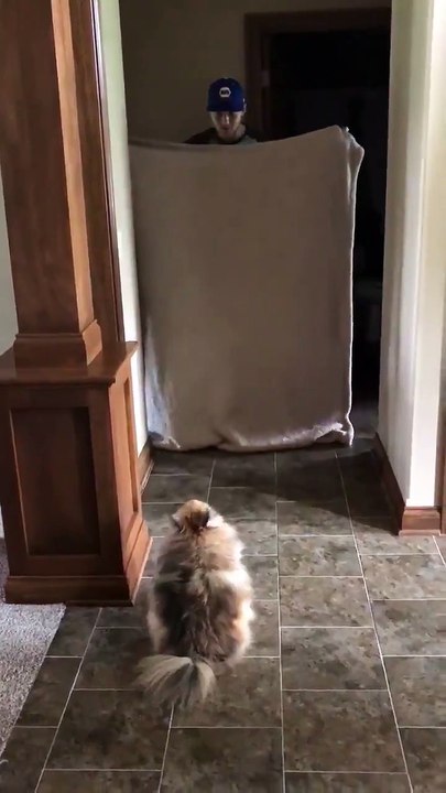 Un chien se fiche de sa maîtresse