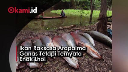 Ikan Raksasa Arapaima Ganas Tetapi Ternyata Enak Lho!