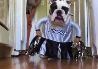 Télécharger la video: English Bulldog Is Not Impressed by Her Cheerleader Costume