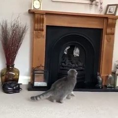 Un chat en galère après un saut