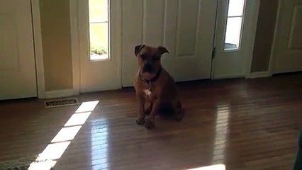 Un chien fait du piano...