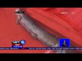 Susi Pudjiastuti Tegaskan Ikan Arapaima Berbahaya Bagi Ekosistem - NET 12