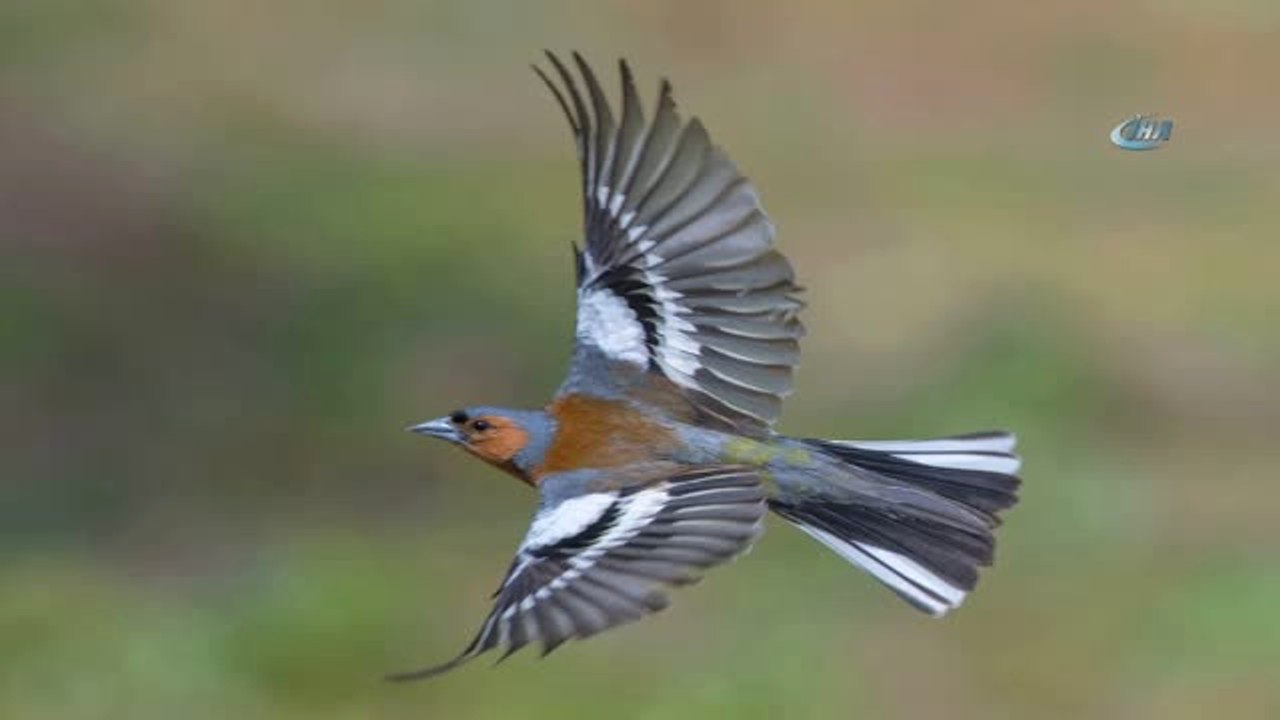 En İyi Fotoğraf Avcıları Belli Oldu...başkent'in En Nadide Kuşları Fotoğraf Karelerinde