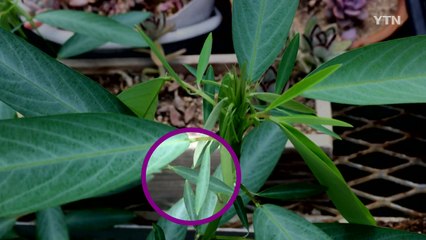 서울대공원서 '움직이는 식물 전시회' 열려 / YTN