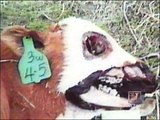 UFO Files S01 E13 - Cattle Mutilations