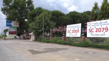 Türk Pamuğu Mozambik'te de Yetişecek