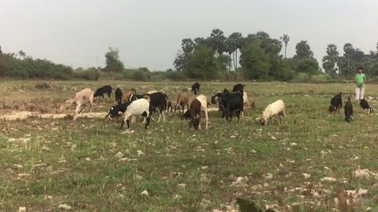 Amazing Funny Goat Videos - Funniest Goats [BEST OF]