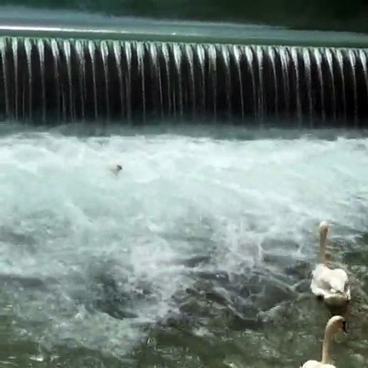 Sauvetage d'un bébé cygne (Annecy)