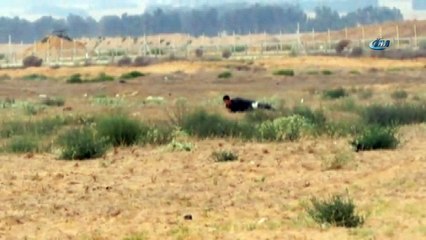 -İsrail Ordusu Filistinli Genci Gerçek Mermilerle Öldürdü