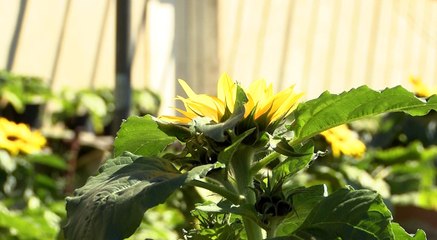 Seeds of Hope at Harewood House