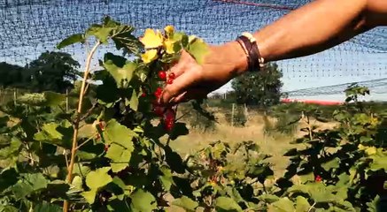 Visiting Claremont Farm