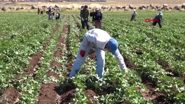 Şanlıurfa 40 Lira İçin 40 Derece Sıcakta Çalışıyorlar