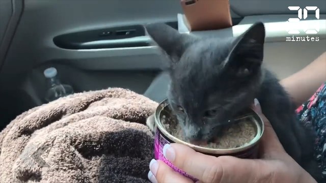 Ce chaton a eu beaucoup de chance ! - Le Rewind du Vendredi 29 Juin 2018