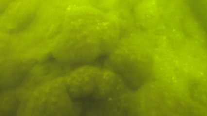 4대강 보 개방한 지 1년...녹조 40% 줄었다 / YTN