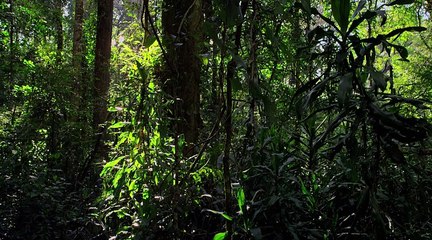 Micro Monsters 3D - 03. Udvarlás