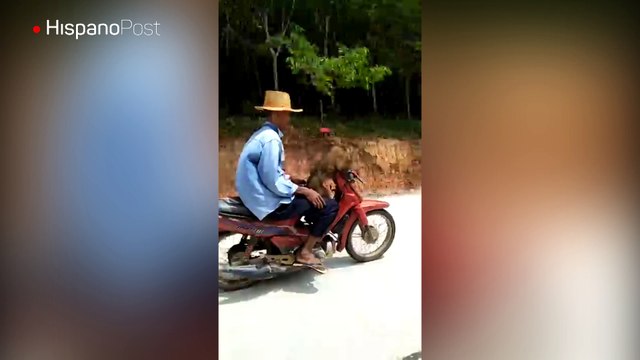 En Tailandia vive un mono que sabe manejar motocicletas