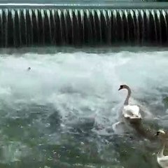 Un bébé cygne risque se noyer dans une chute d'eau sauvé au dernier moment !