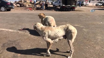 Sıcaktan Bunalan Köpeğe Kuzu Postu Giydirildi