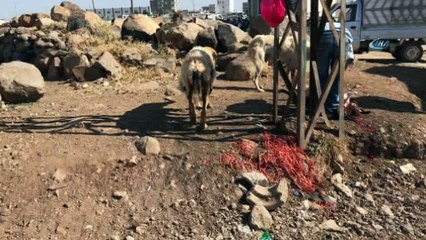 Sıcaktan bunalan köpeğe kuzu postu giydirildi