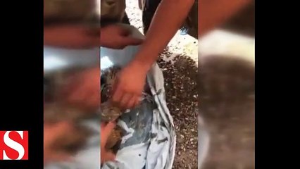 Boğulmak üzere olan köpek yavrularını Mehmetçik kurtardı