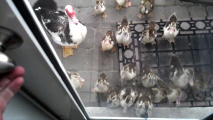 Ces canards prennent cet homme pour leur papa... Adorable