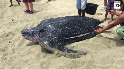 Ces touristes tombent sur une tortue géante sur la plage. Magnifique moment