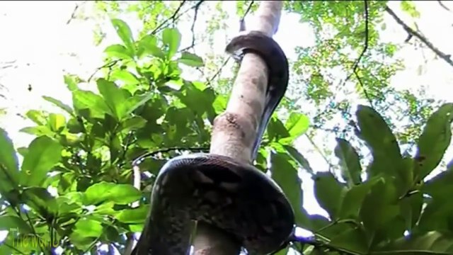 Regardez comment ce serpent énorme grimpe à l'arbre