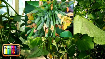 ЖЕЛТЕЮТ ОГУРЦЫ СРОЧНО ПРИНИМАЙТЕ МЕРЫ ЧТОБЫ СПАСТИ УРОЖАЙ