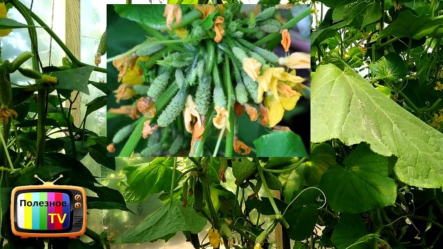 ЖЕЛТЕЮТ ОГУРЦЫ СРОЧНО ПРИНИМАЙТЕ МЕРЫ ЧТОБЫ СПАСТИ УРОЖАЙ