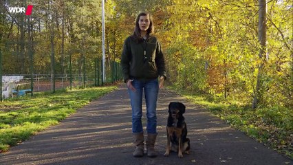 Fuß so lernt es der Hund Tierversteher TV WDR