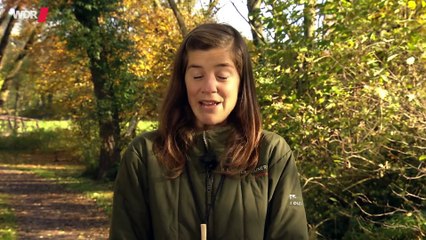 An der Leine laufen so lernt es der Hund Tierversteher TV WDR