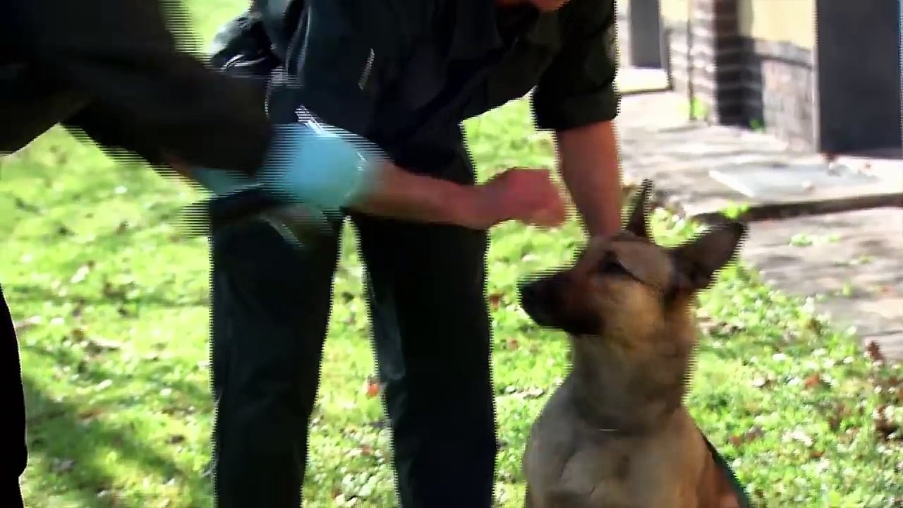 Der Hund im Einsatz Geheimwaffe auf vier Pfoten Welt der Wunder