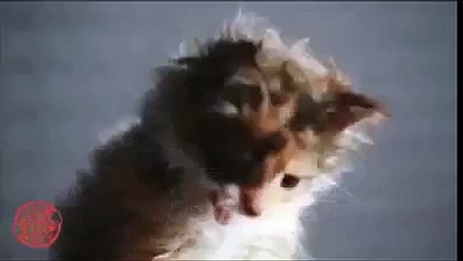Singende katze