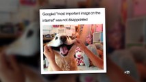 The Happiest Dog Memes Ever That Will Make You Smile From Ear To Ear