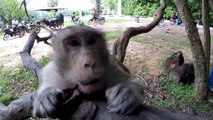 Amazing monkeys food - Monkeys eating Banana - Amazing animals