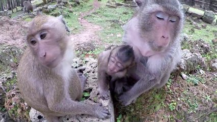 Beautiful Girl Play With Monkey In Cambodia