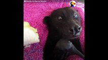 FUNNY ANIMAL VIDEOS Cutest Animals that Will Make You Laugh The Dodo BEST OF