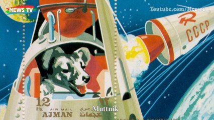 Nước mắt cô độc của Laika, chú chó "phi hành gia" Liên Xô