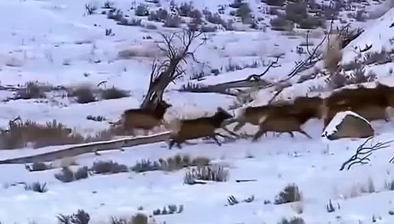 Avcı Kurtlar - Türkçe Belgesel İzle Documentary,Belgesel izle 2017