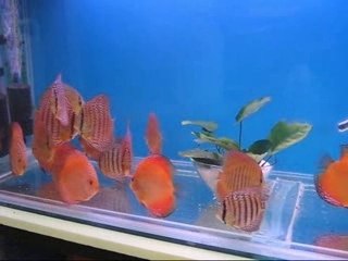 Spotted&Leopard&Pigeon