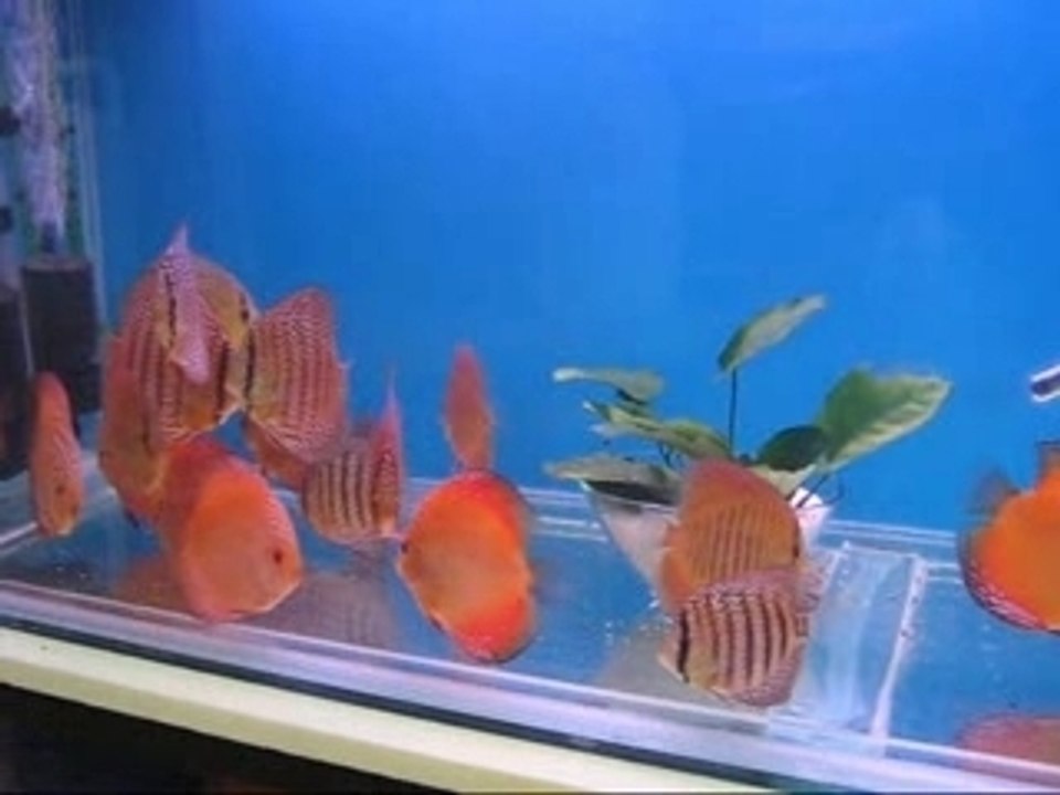 Spotted&Leopard&Pigeon