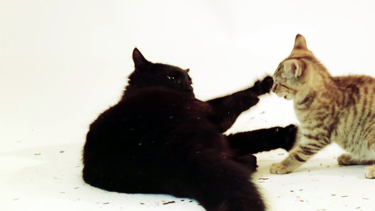 Cats Playing in Confetti - Royalty Free Stock