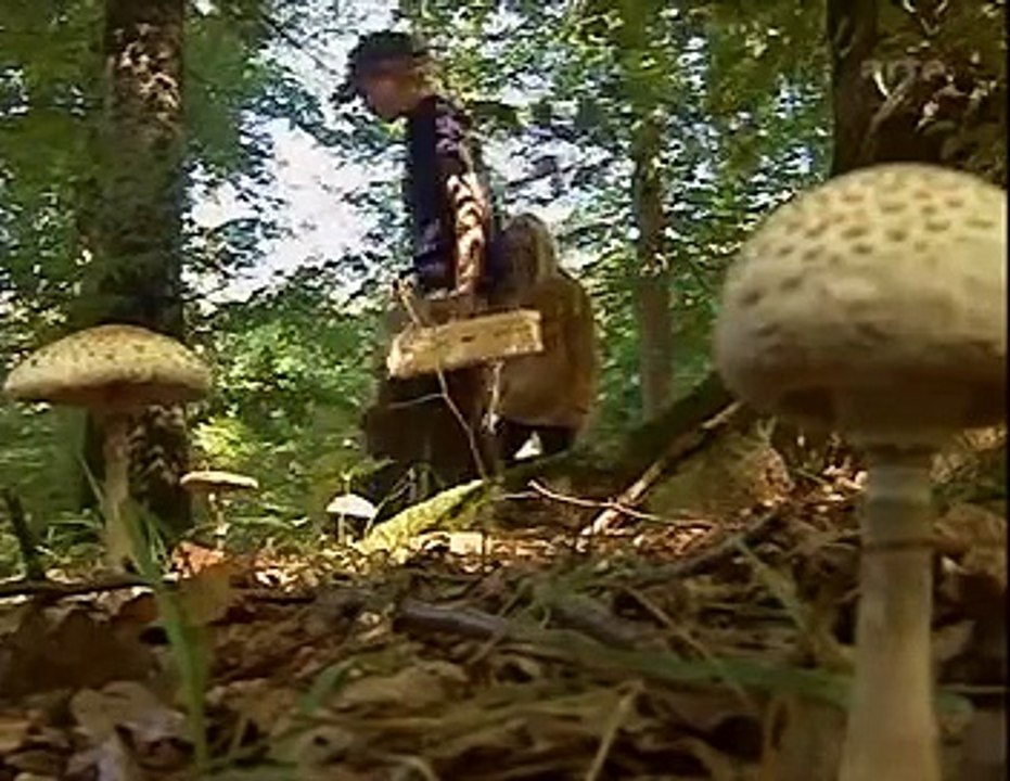 Die wunderbare Welt der Pilze