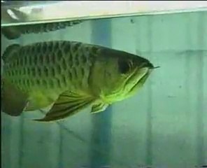 Farming the Arowana or Dragon Fish