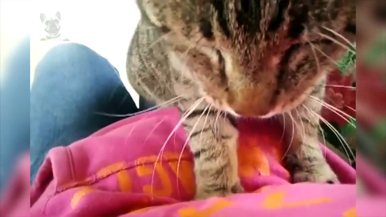 Cat and Dog Reaction to Pregnant Women Dogs and Cats Love and Protects Pregnant Women